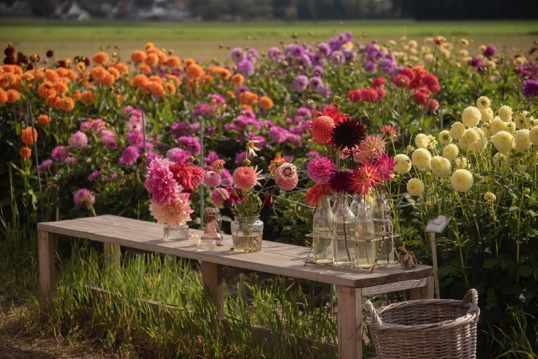 Dahlia en Zonnebloemen Pluktuin – De Tulperij — natuur in Noordwijk