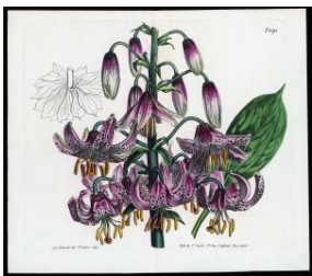 Museum de Zwarte Tulp – Tekeningen Sydenham Edwards — museum-expo in Noordwijk
